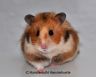 Hamsterhuette´s Goldy